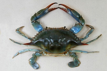 Blue Crab | Science and the Sea